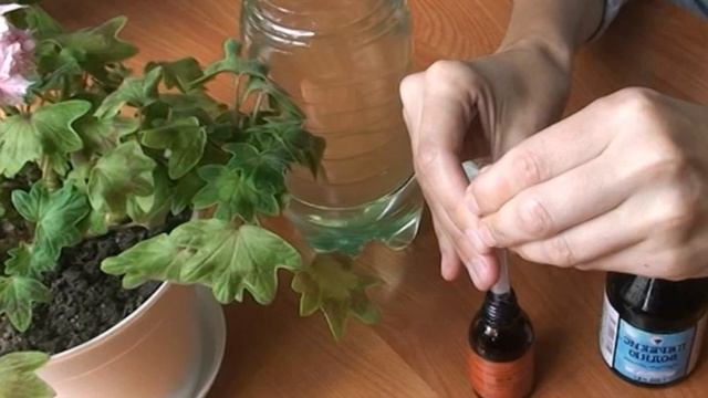 Удобрение герани для пышного и продолжительного цветения смотреть онлайн