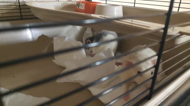 КРЫСЫ ДАМБО И САЛФЕТКИ / Funny dumbo rats #54 смотреть онлайн