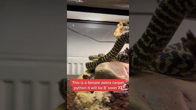 New carpet python ?? смотреть онлайн