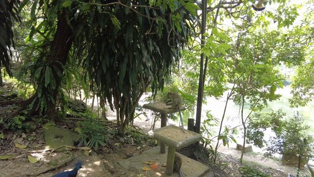 Парк птиц в Куала-Лумпур 2022 | Kuala Lumpur Bird Park 2022 | Nature Park Virtual Tour | 4k