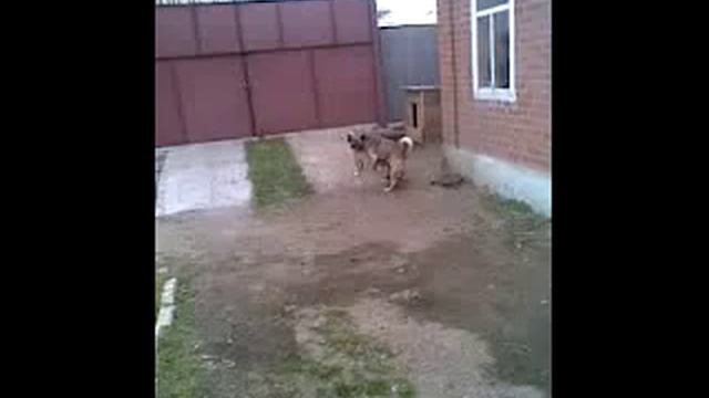 Голубой щенок смотреть онлайн