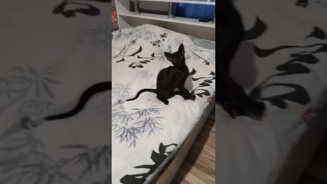 ориентальный котенок смотреть онлайн