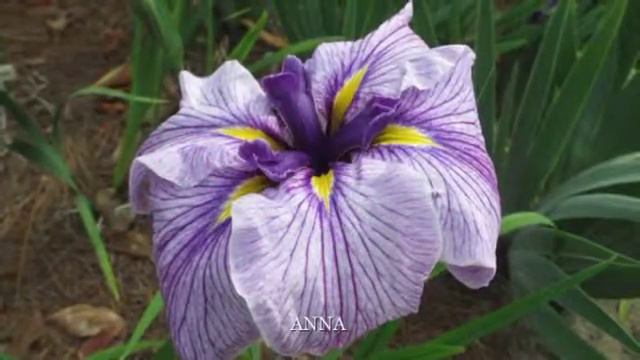 JAPANESE IRIS GALLERY смотреть онлайн