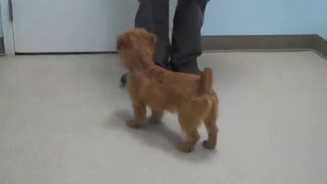 Norfolk Terrier 6-months Old