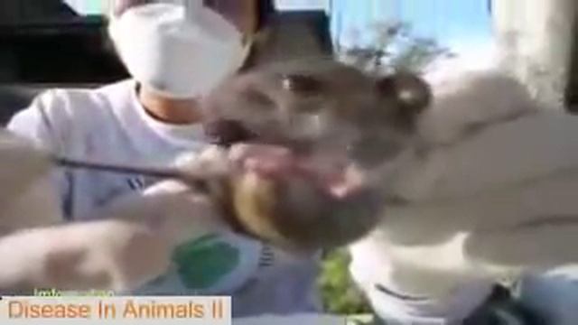 The Disease In Dog || Monster Botfly, Larvae , MangoWorm Removal animal compilation vol 6 - Animals смотреть онлайн