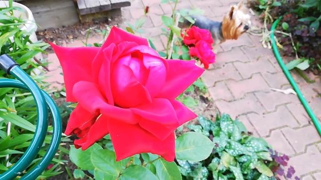 БАЗАЛЬНЫЕ И СЛЕПЫЕ ПОБЕГИ РОЗ В АВГУСТЕ. В помощь начинающим. смотреть онлайн