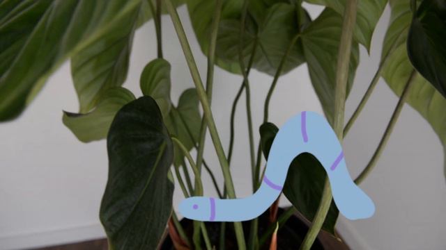 Philodendron Pastazanum Care for Beginners смотреть онлайн