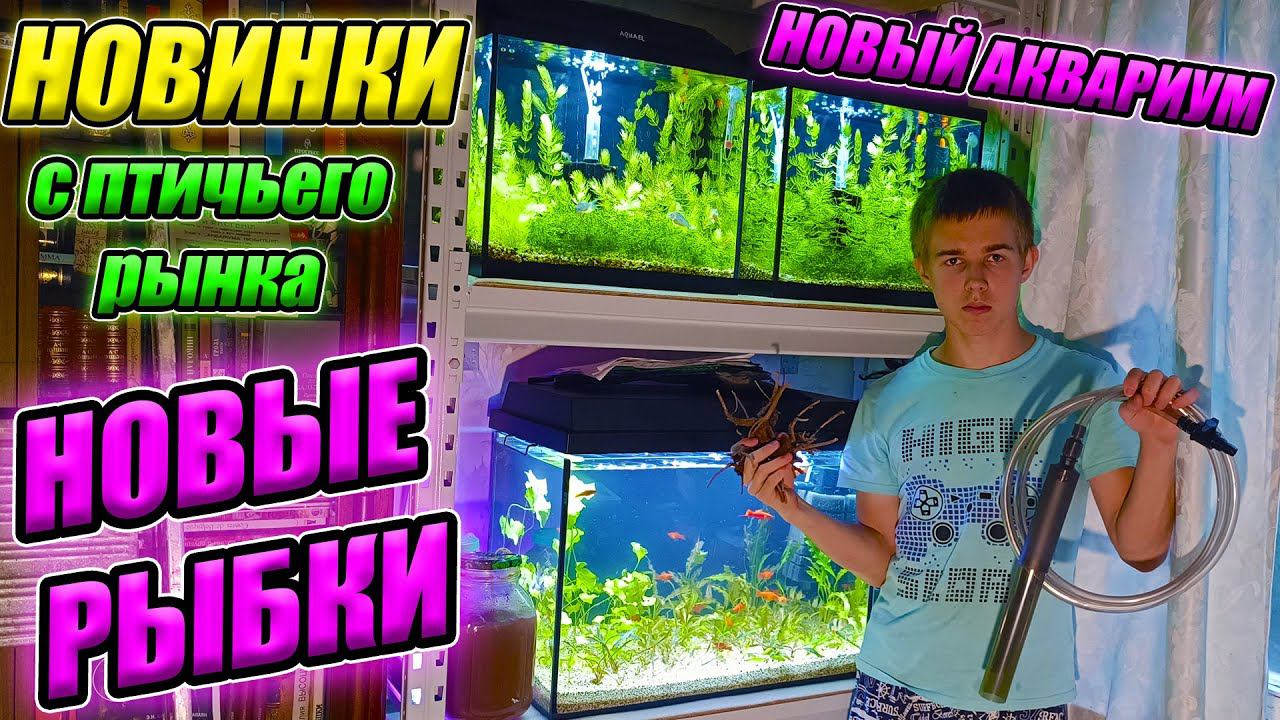 Новинки с птичьего рынка Садовод. Теперь всё будет по-другому! смотреть онлайн
