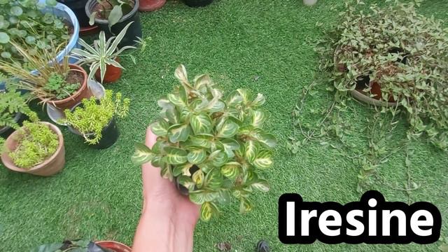 New permanent plants shopping _छोटी सी पर सस्ती शॉपिंग फिर कर ली смотреть онлайн