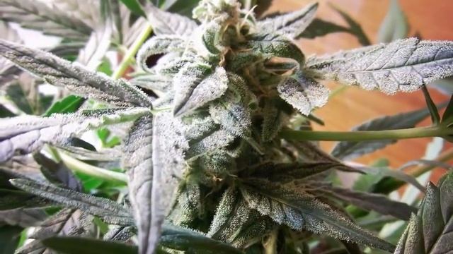 Сорт Northern Lights Auto смотреть онлайн