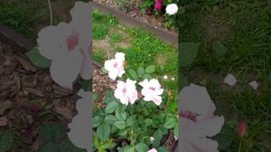 Японская роза «Одиссея»....прекрасный цвет ,аромат,красивый куст!