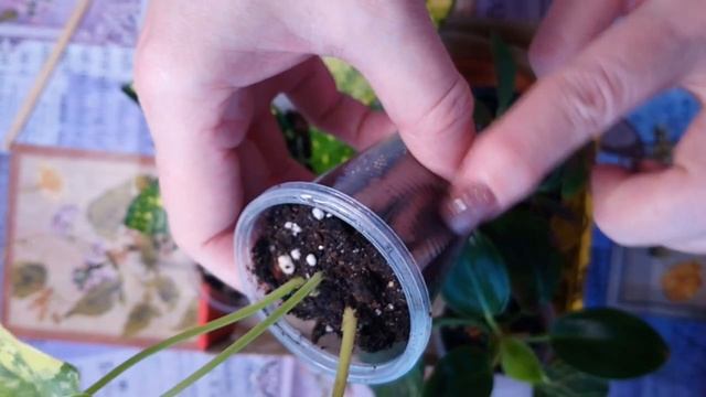 Детки комнатных растений. Как растут. Кофейное дерево. смотреть онлайн