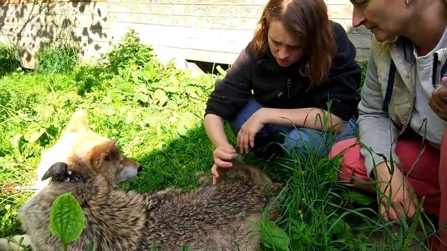 Волк Ярик - в центре реабилитации животных "Сирин" смотреть онлайн