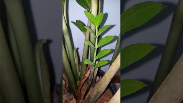 Broto da zamioculca #planta #jardim #zamioculca смотреть онлайн