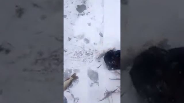 Ловля рыбы сачком смотреть онлайн