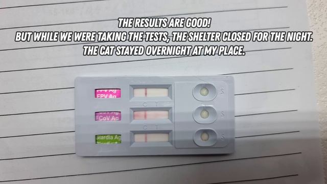 Rescuing the cat from death, part two! смотреть онлайн