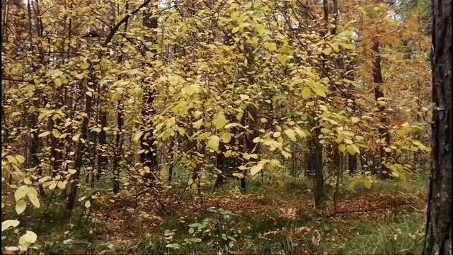 Прогулка и цигун в осеннем лесу