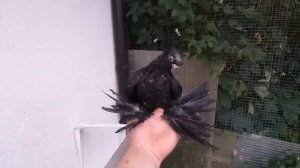 ЧЕРНЫЕ ДВУХЧУБЫЕ ПИСКУНЫ / ЖУКИ / PIGEONS / TAUBE #Gulsarinfo©