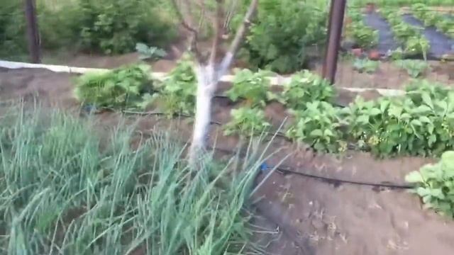 На сколько хватает 100 метров в масштабе одного огорода смотреть онлайн