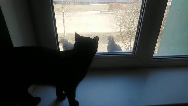 Гули [ голуби ] и кошка 🙀 за окном смотреть онлайн