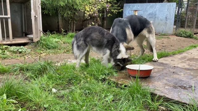 Собаки ищейки , ВЕО и мини хаски помски . Питомник Украина . смотреть онлайн