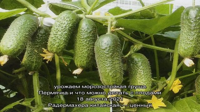 Записи с тегом 'мансарда' смотреть онлайн