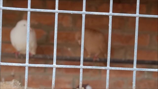 Сельские голуби. 12 03 2022 года, в гостях у Сергея Федоровича . смотреть онлайн