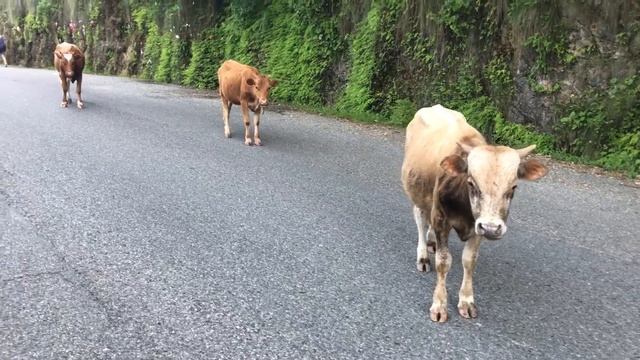 Абхазия 2017. Апсны. Отдых. Travel. Цены. Отзывы. 5. Курорт Гагра. Рицинский реликтовый парк. Коров смотреть онлайн