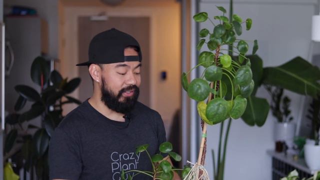 Do I Still Love These Plants? | Rating Common Houseplants смотреть онлайн