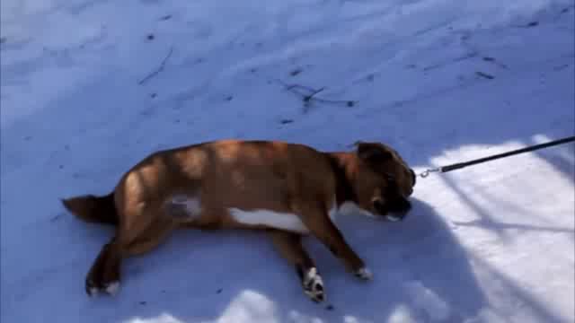 Пёс тащится! смотреть онлайн