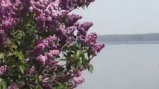 Виды в Алтестово 89723 смотреть онлайн