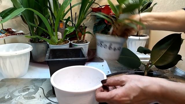 А чем ещё заниматься зимой! Про домашние растения. смотреть онлайн