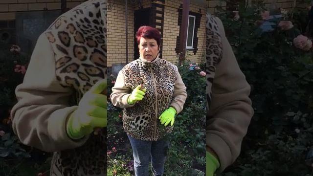 Готовим розы к зиме смотреть онлайн