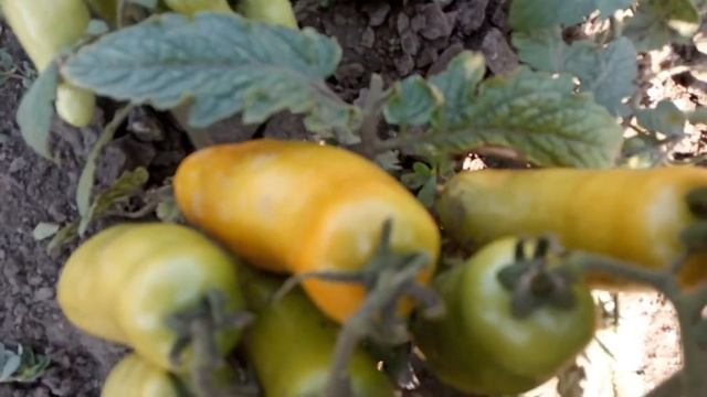 ТОМАТ ДРОВА лидер среди урожайных смотреть онлайн