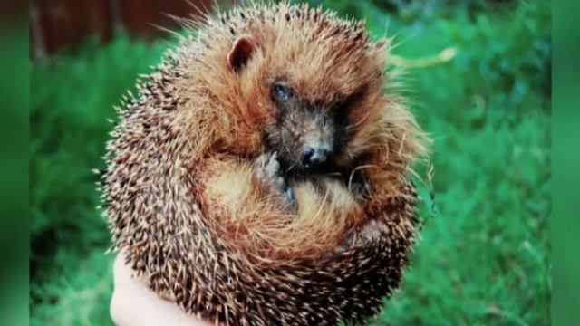Ветеринар спас малюсенького ежонка, а тот изменил всю его жизнь. смотреть онлайн