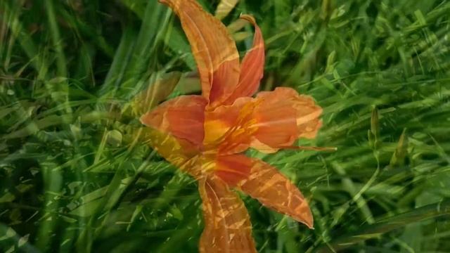 Лилейник (Hemerocallis) смотреть онлайн