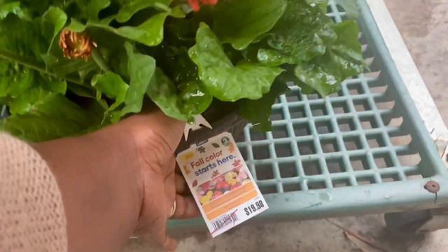 Fall CLEARANCE 🛒 & Inventory | Let’s go plantshopping at Lowe’s Garden Center 🌱 смотреть онлайн