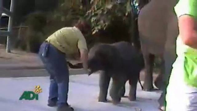 No Fun For Elephants смотреть онлайн