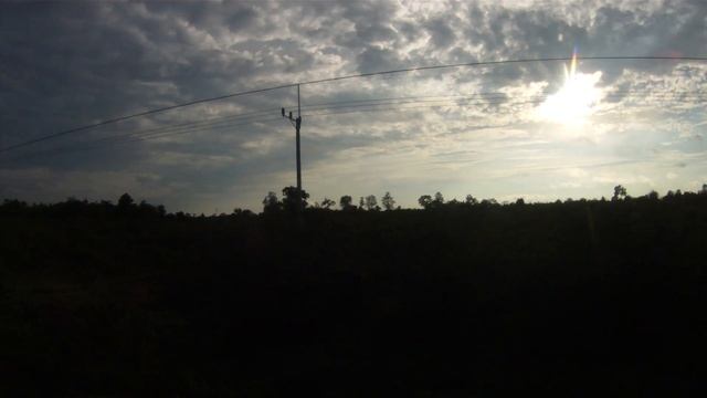 Молодая плантация Кешью