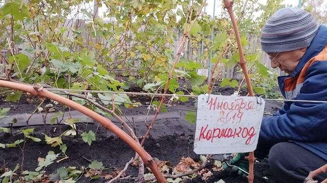 Обрезка кустов на веерную усиленую формировку и обрезка на рожки смотреть онлайн