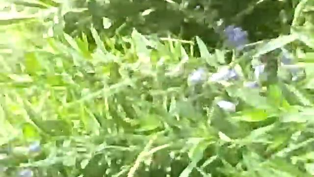 Самая опасная бабочка в мире. 1 часть смотреть онлайн