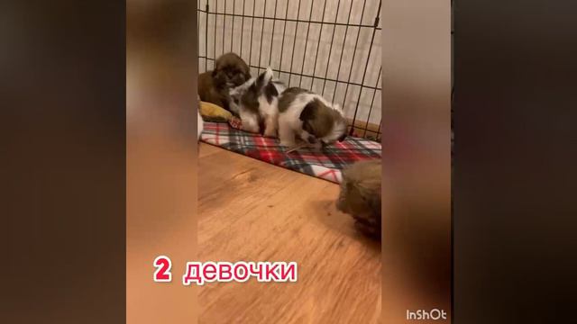 щенки шитцу смотреть онлайн