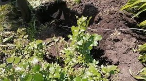 Как поймать крота на крючок ?