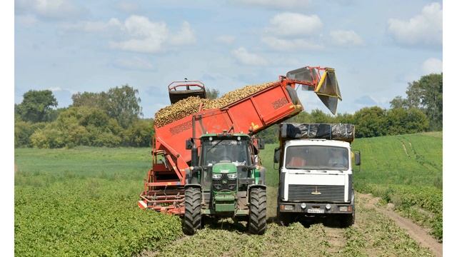 Сорт картофеля «Водар» смотреть онлайн