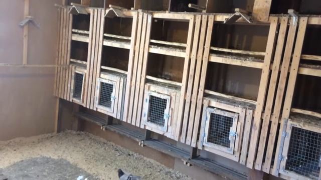 Кормление голубей, Уяр смотреть онлайн