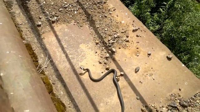 Змеиный мост смотреть онлайн