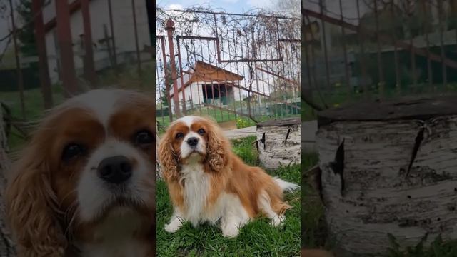 Сноу Викинг Галатея ☀️ смотреть онлайн