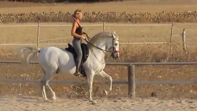 Bitless riding with PRE смотреть онлайн