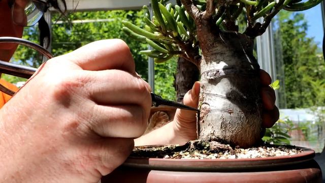 Working on My Baobab Style Jades, The Bonsai Zone, May 2023 смотреть онлайн