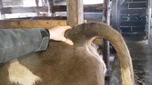 Признаки скорого отела у коров.